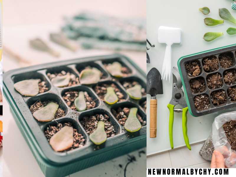 A-Propagation-or-Air-Plant-Kit
