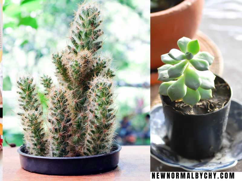 A-Small-Succulent-or-Cactus
