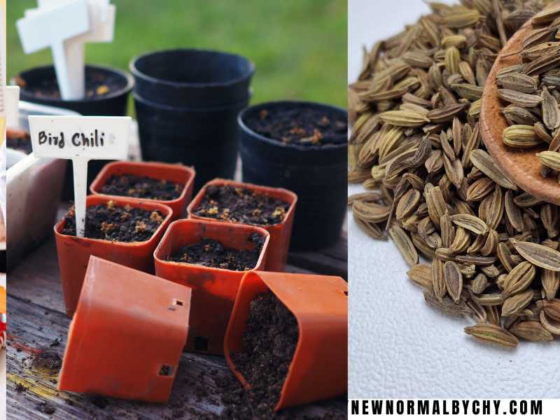Herb-Seeds-a-Tiny-Pot