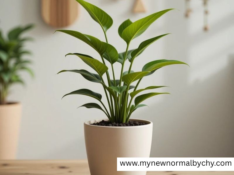 Potted-Plant