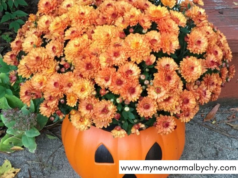 Pumpkin-plants